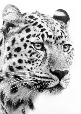 jaguar face black and whit