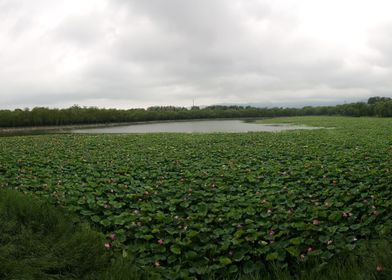 The Pond of Many Lotuses