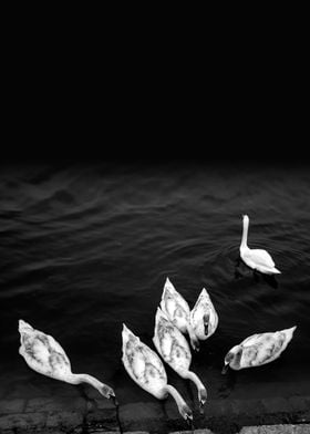 Swans in a dark river