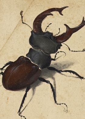 Stag Beetle