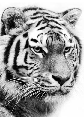 tiger face black and white