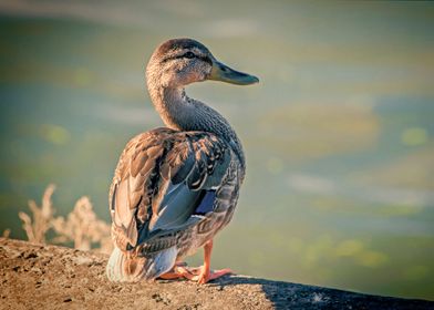 Duck on a river bank