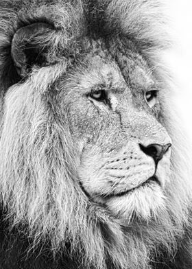 Lion face black and white 