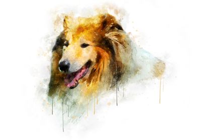 Rough Collie