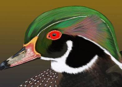 Wood duck ps drawing 