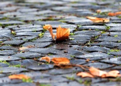 maple leaf leaves