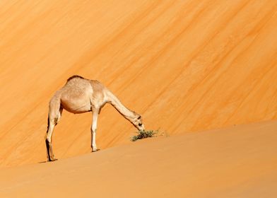 Middle Eastern young camel