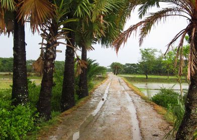 Monsoon Road