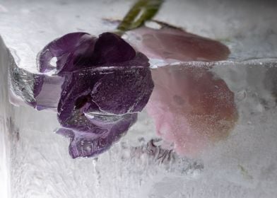 Mixed Tulips in ice 2