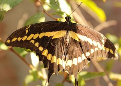 Mariposa al sol