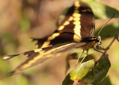 Close up de mariposa