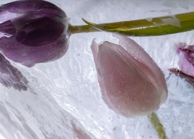 Mixed Tulips in ice 1