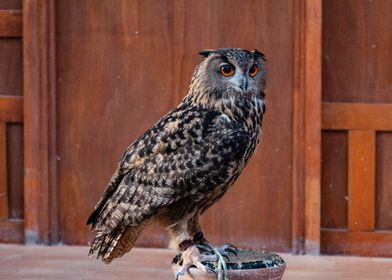 Large brown Owl