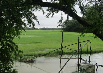 Monsoon Fishing