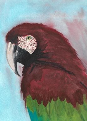 Red Macaw