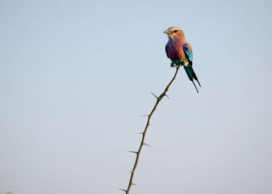 Bird on top of branch