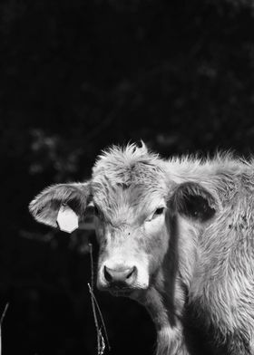 Black and White Cow I