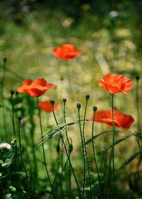 Sunkissed Poppies
