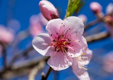 Trees Blossom 