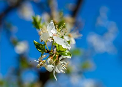 Blooming trees