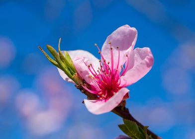 Spring trees