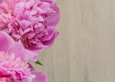 Peonies flowers