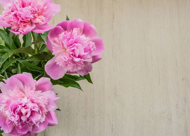 Peonies flowers