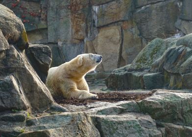 Sunbathing Polar Bear