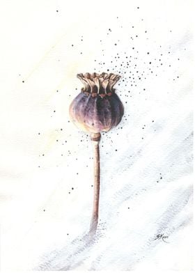 Poppy Pod Painting