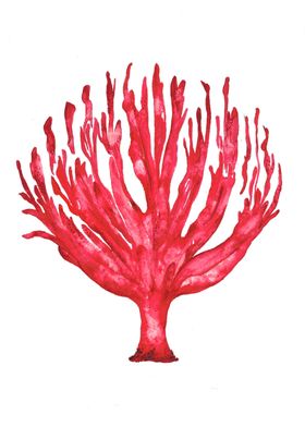 Red sea coral