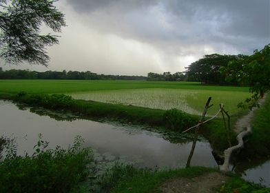 Monsoon Rain 4