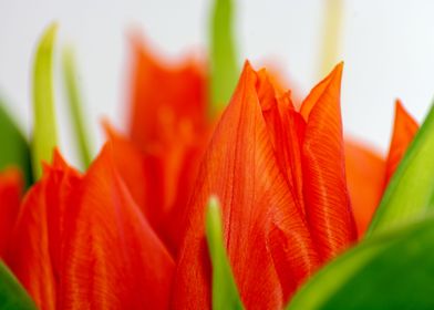 Aliquam tulips