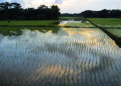 Monsoon Rain 2