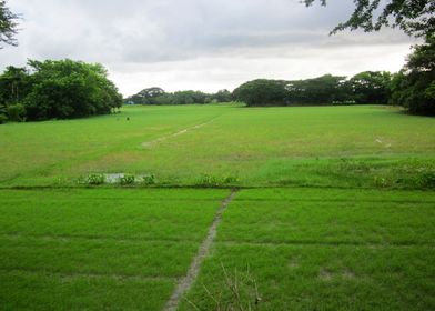 Monsoon Rain 1