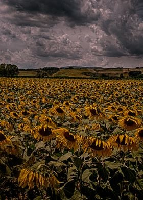 Sunflowers