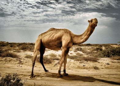 Camel