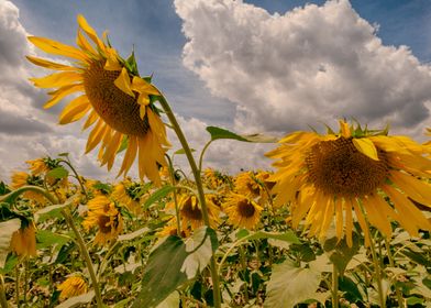 Sunflowers