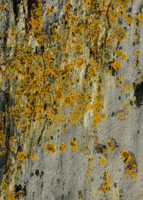 Lichen