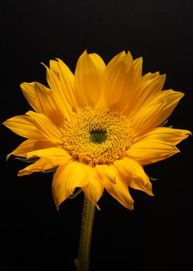 Sunflower on Black
