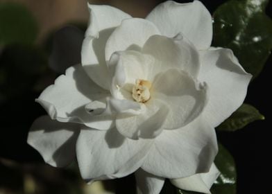 Gardenia