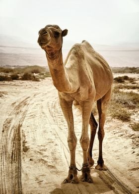 Camel