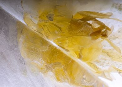 Yellow tulip in ice 2