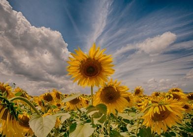 Sunflowers