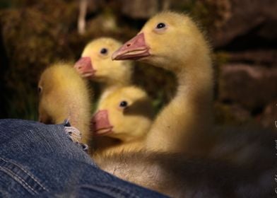 Chirpy Goslings