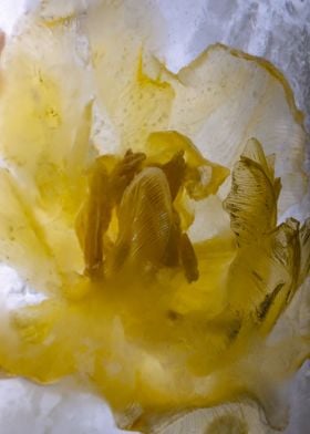 Yellow tulip in ice 1