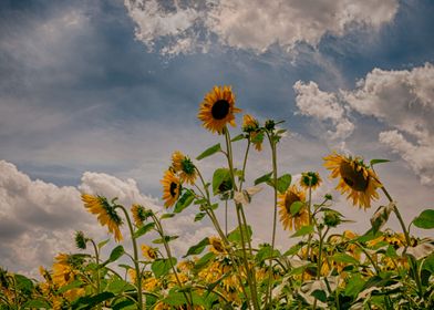 Sunflowers