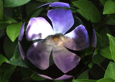 Violet flower 3d