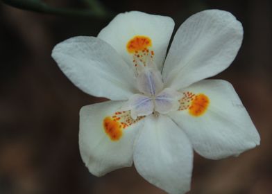 Flore silla Blanca