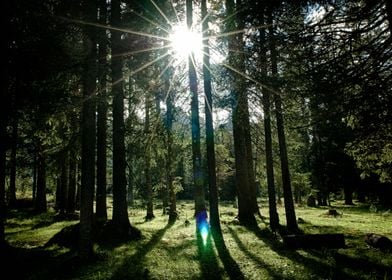 Light and Trees