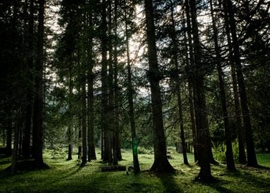 Light and Trees